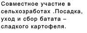 Совместное участие в сельхозработах . Посадка, уход и сбор батата – сладкого картофеля. 